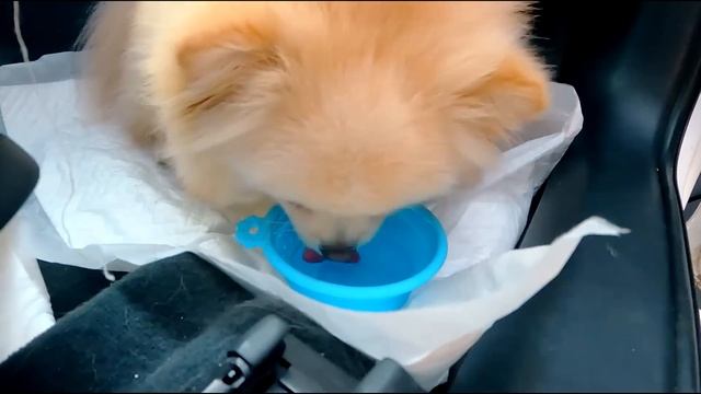 24 часа В МАШИНЕ С КОШКОЙ И СОБАКОЙ | Путешествие Кошечки Баттерс и Собачки Элис смотреть онлайн