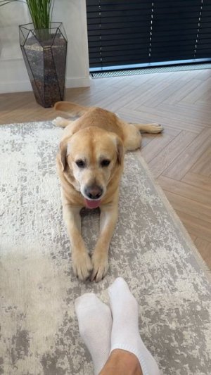 Пародист😁