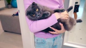 ТИПЫ КОТИКОВ | ВСЕ КОШКИ ТАКИЕ | СМЕШНЫЕ СКЕТЧИ С КОШКОЙ