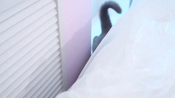 КОШЕЧКА БАТТЕРС ПЕРВАЯ ЗАХОДИТ В НОВУЮ КВАРТИРУ | ПЕРЕЕЗД ЭЛИС И БАТТЕРС В НОВЫЙ ДОМ!