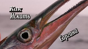 Как я ищу саргана? На что стоит обращать внимание? Морская рыбалка в Крыму.