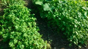 Наша жизнь станичная, без приукрас. Жизнь на пенсии.