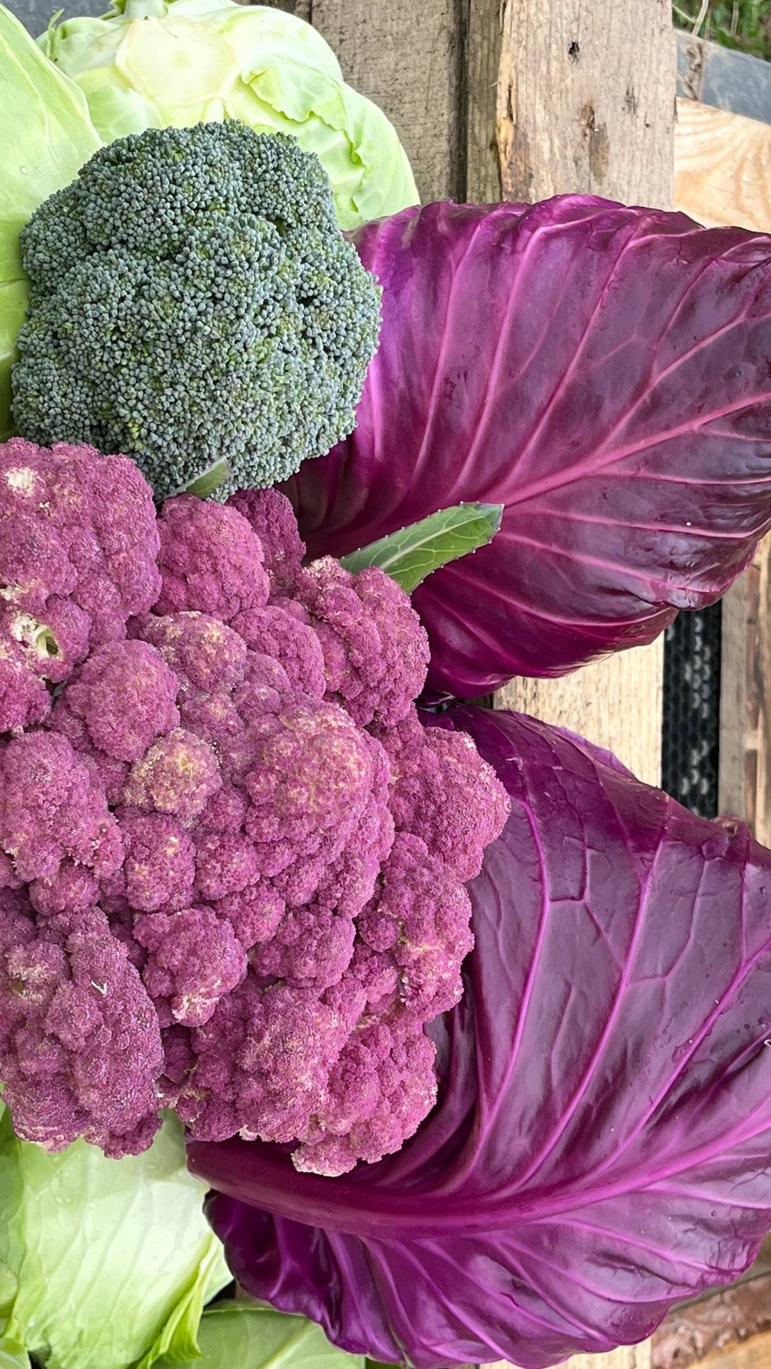 ВЛОГ / ОВОЩНАЯ ЛЕПЕШКА / УБОРКА КАПУСТЫ / ОБЗОР / БОЛЬШАЯ ЗАКУПКА ПРЯЖИ / СПИЦЫ