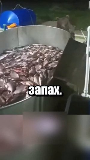 Великий угон рыбы Сахалин