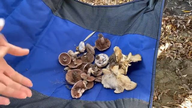 Отдых на природе, особенно возле реки. смотреть онлайн