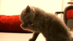 СПАСАЕМ КОТЕНКА