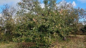 Музыка для сна 2