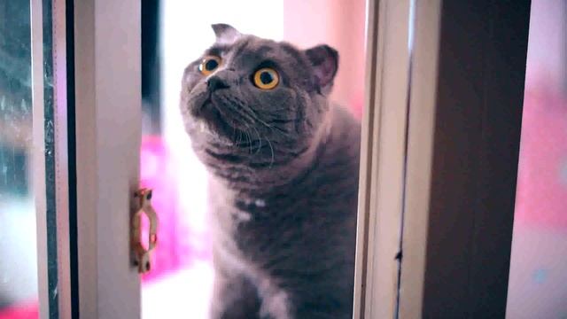 ПРАНК КОТИКА НАД ХОЗЯЙКОЙ | РАЗЫГРАЛА ХОЗЯЙКУ смотреть онлайн