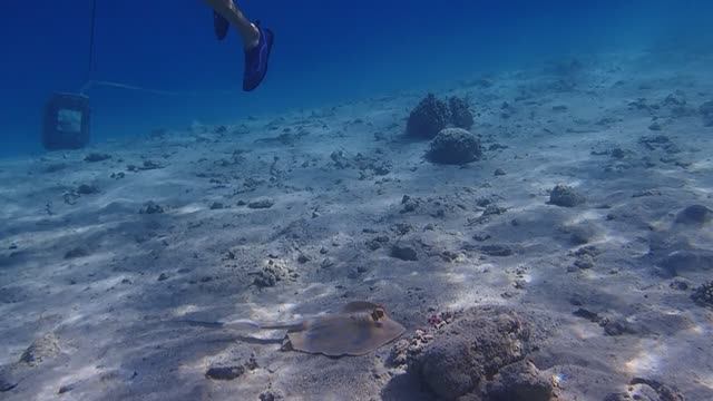 Скат-хвостокол синепятнистый Taeniura lymma Bluespotted stingray