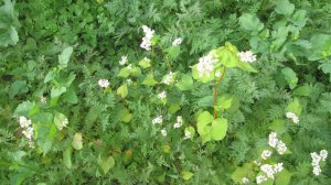 Гречиха как медонос