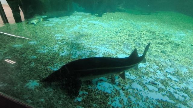 08.2025 Пенза Океанариум (7)