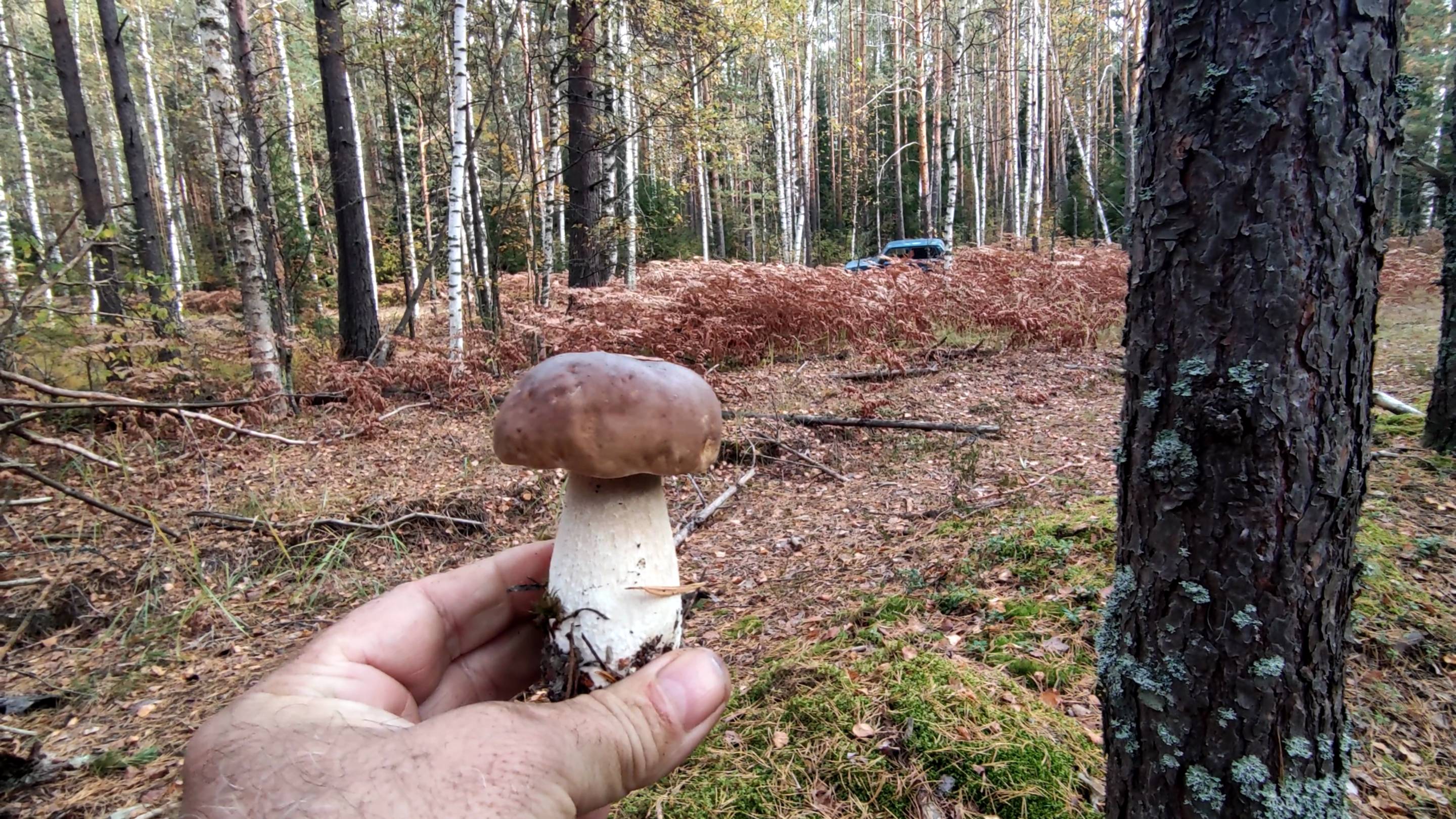 Последние грибы.