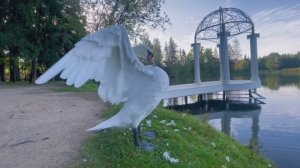 Лебеди умываются и разговаривают. Утренний моцион