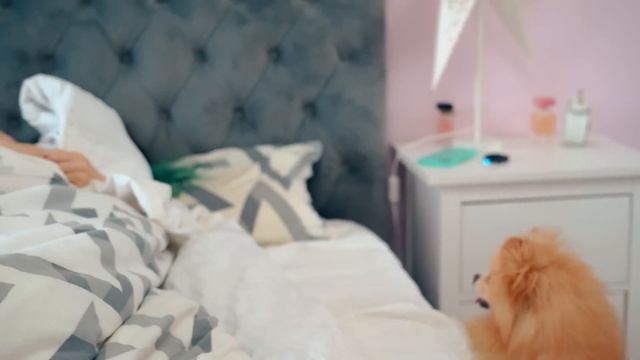 КАЖДЫЙ ПЁСИК ТАКОЙ | Каждый ШПИЦ Такой смотреть онлайн