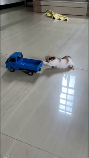 Cat take Selfie with kittens Funniest Cats Ever