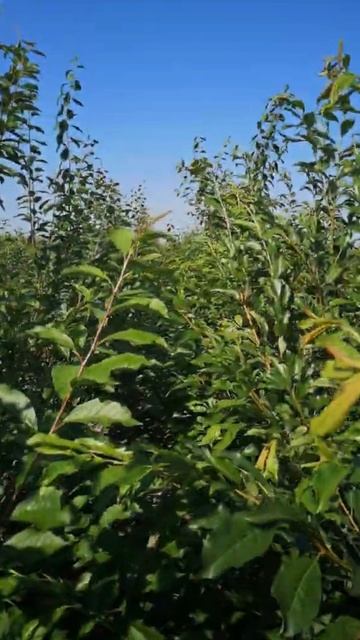 Диплоидные сливы саженцы | Ростов-на-Дону | Small Gardens