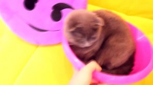 ПЕРВАЯ ЛЮБОВЬ БАТТЕРСА - КОТ И КОШКА СИДЯТ В ТАЗИКАХ