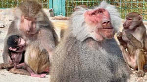 Мальчик? Мы присмотрелись, но не уверенны! Мальчики в этой семье не выживают.Как поведет себя Дед?