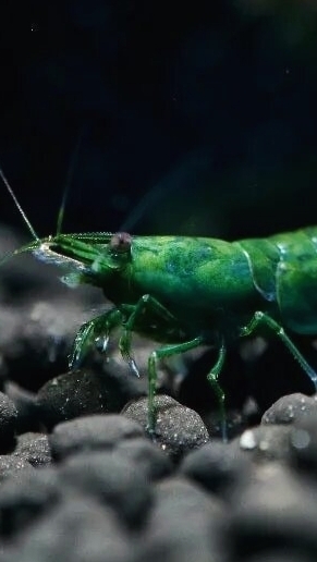 Аквариумные креветки зеленый нефрит, на перекусе, продаю с отправкой в регионы! смотреть онлайн