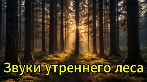 Звуки утреннего леса. Пение птиц в утреннем лесу