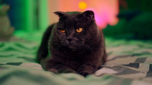 ХАГГИ ВАГГИ И ЗЛАЯ УЧИЛКА - ФАНФИКИ ОТ КИСЫ БАТТЕРС | ИСТОРИЯ ХАГГИ ВАГГИ