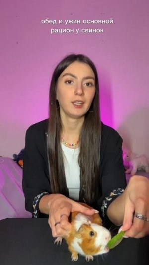 Морским свинкам нельзя огурцы?