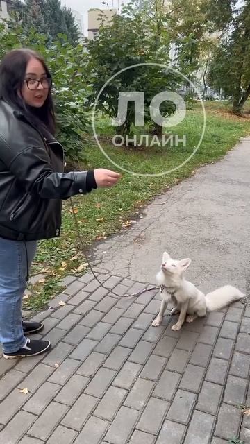 на улицах Липецка можно встретить домашнюю лисичку на поводке.mp4