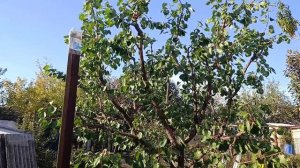 Абрикос до и после обрезки