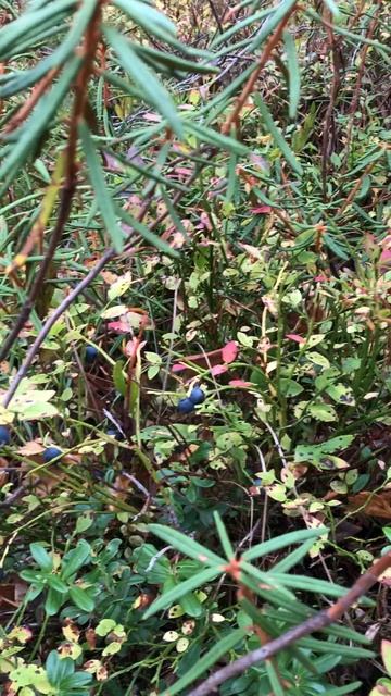 Много черники в лесу (октябрь 2025 г.) смотреть онлайн