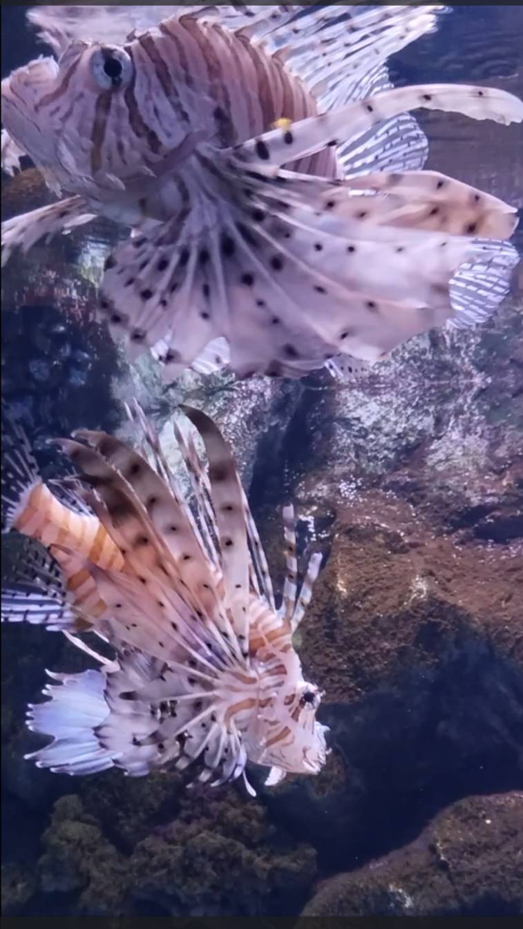 Крылатки в океанариуме Петербурга смотреть онлайн