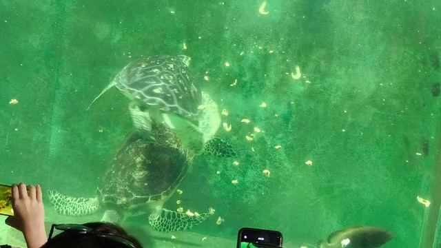 08.2025 Пенза Океанариум  (2)