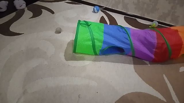 Вечерние игрульки #кот#кошка#котята