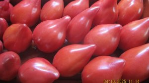 Помидоры, словно сегодня с куста! Идеально сохранились в комнатных условиях!