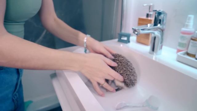 КУПАЮ Африканского Карликового Ёжика | ОДИН ДЕНЬ с Ёжиком Бруно смотреть онлайн