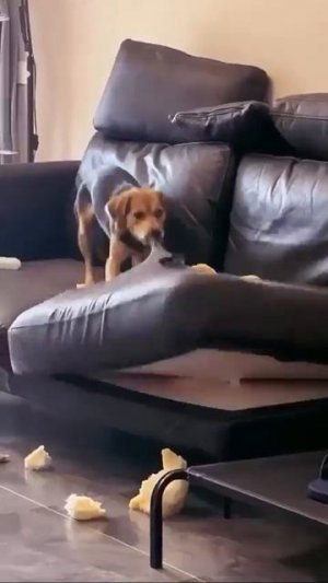 Видео от МЯУтаверс – как метавселенная, но с котами