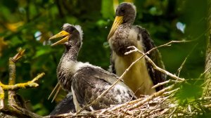 Орешниковая соня, черный аист, вымирающие каланы: редчайшие животные Европы и Азии | Все как у людей