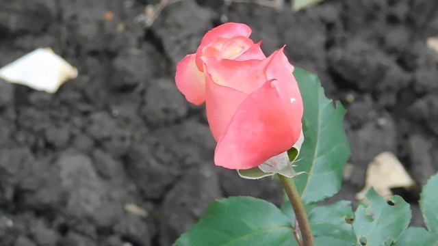 DSCN0033 смотреть онлайн