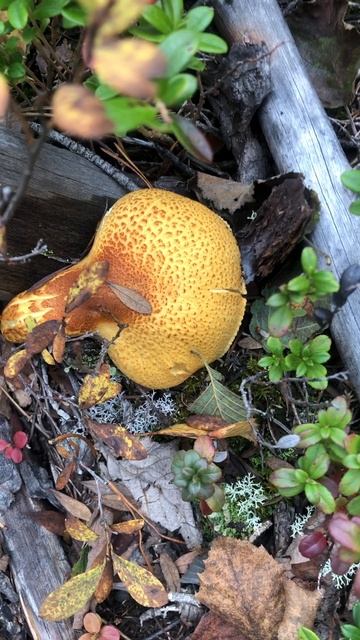 Примастился дружок грибок смотреть онлайн