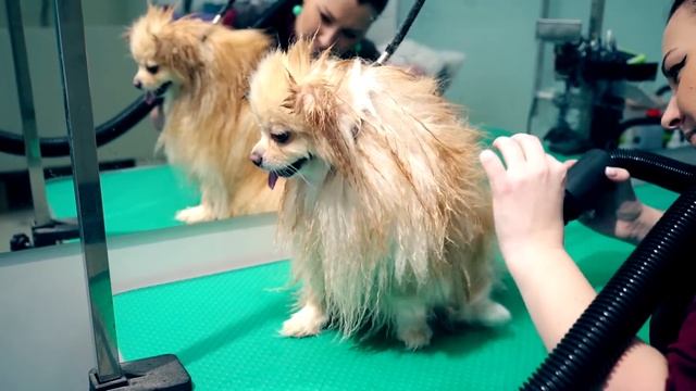 ПОСТРИГЛИ СОБАКУ в салоне Красоты | Груминг Шпица и Стрижка под мишку Бу или шарик? смотреть онлайн