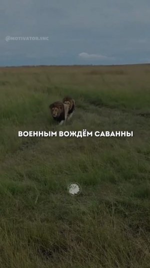 Лев, который покорил всю саванну в своё время!