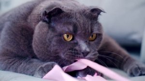 ОДИН ДЕНЬ В РОЗОВОМ ЦВЕТЕ ГЛАЗАМИ КОШКИ