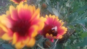 VID_20251003_171655.mp4