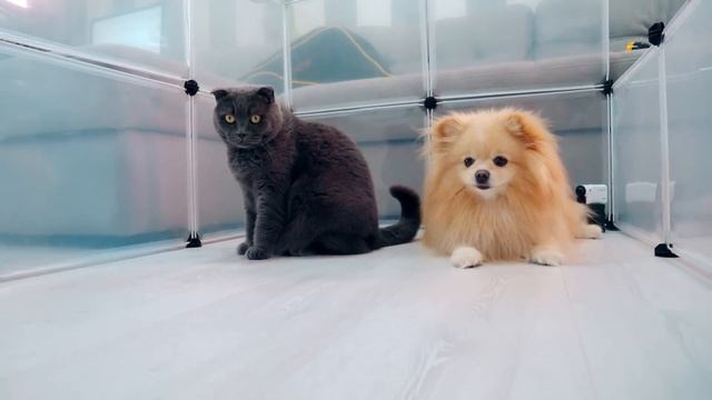 ПОБЕГ ИЗ ТЮРЬМЫ ЧЕЛЛЕНДЖ 3 ! КТО ПОСЛЕДНИЙ покинет ТЮРЬМУ Кошка Баттерс Ежик Бруно или Шпиц Элис? смотреть онлайн