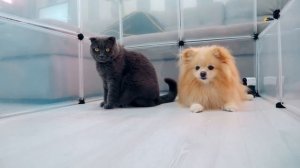 ПОБЕГ ИЗ ТЮРЬМЫ ЧЕЛЛЕНДЖ 3 ! КТО ПОСЛЕДНИЙ покинет ТЮРЬМУ Кошка Баттерс Ежик Бруно или Шпиц Элис?