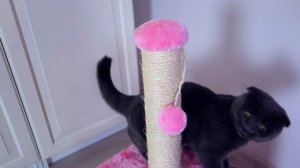 НОВЫЙ ДОМ ДЛЯ КОТЕНКА | КОТЕНОК БАТТЕРС  - НОВОСЕЛЬЕ