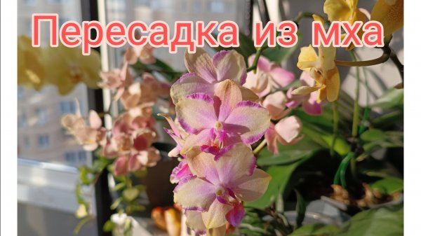 Пересадка КиТаЙсКоЙ орхидеи 🧚 #орхидеи