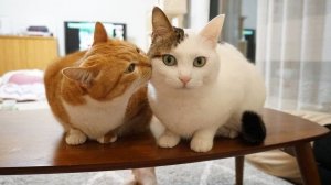 Эти милашки поднимут Вам настроение| Самые милые животные |Подборка видео | Котики |