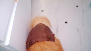 ШЕРЛОК ШПИЦ ИДЕТ НА ПОМОЩЬ ! | КТО РАЗБИЛ ВАЗУ?