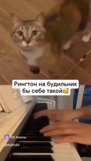 Лучший из лучших😽 Подпишись🔔