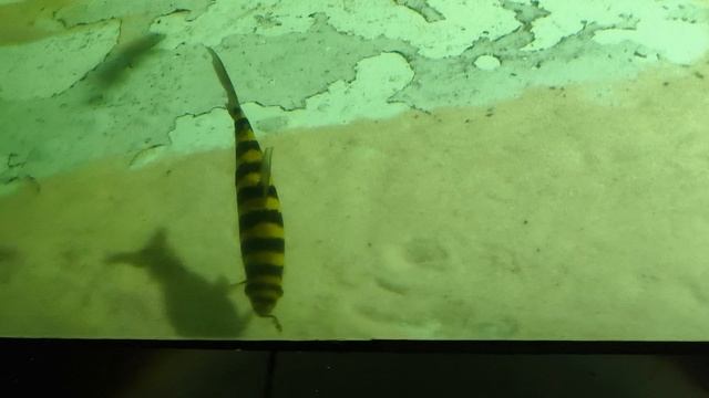 08.2025 Пенза Океанариум (3)